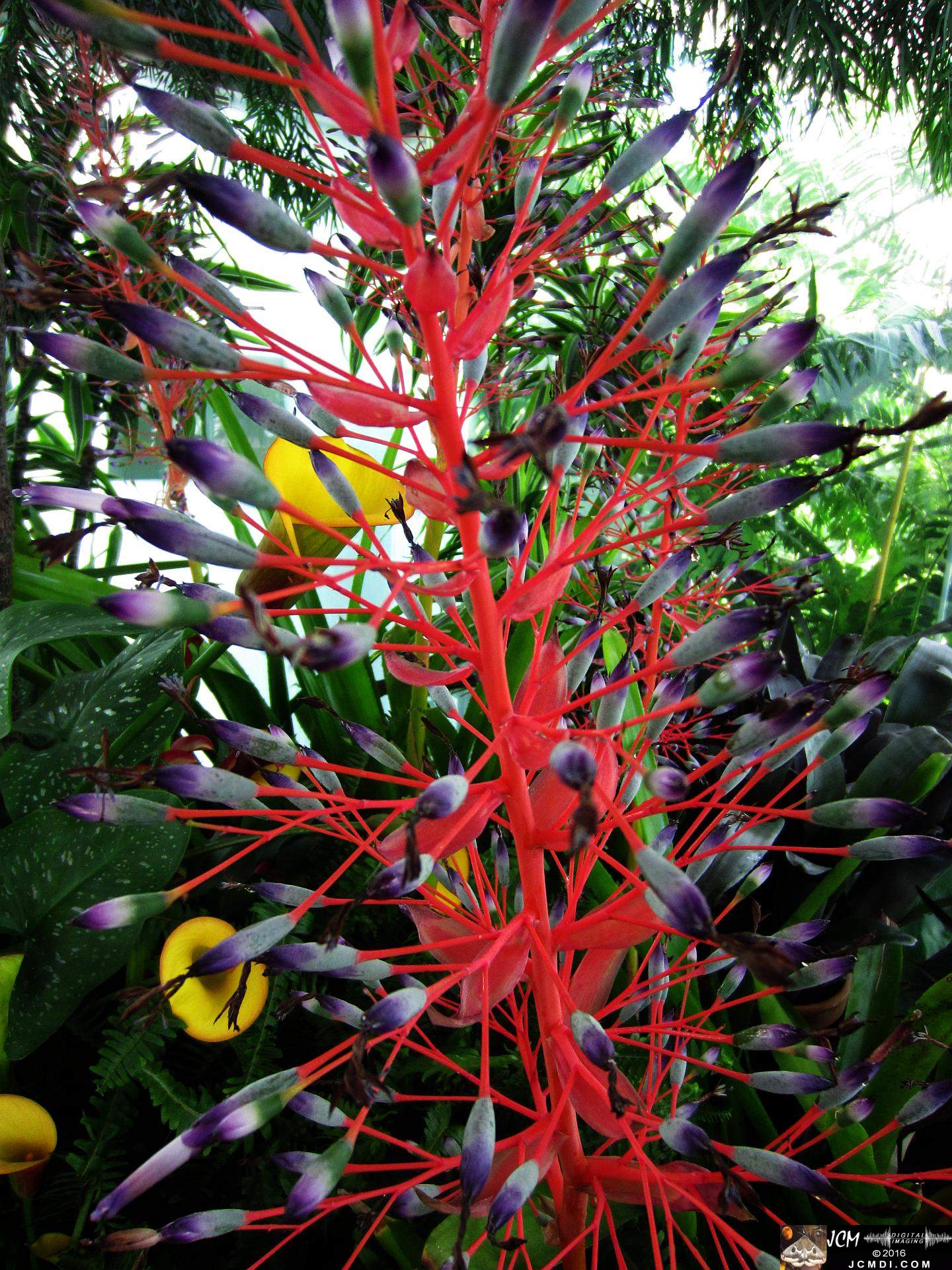 Como Zoo conservatory, MN flowers close up